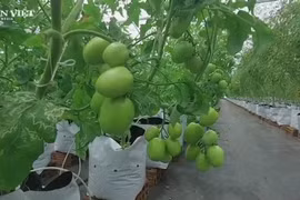 Bình Định: Mô hình trang trại sản xuất nông nghiệp công nghệ cao "3 sạch" độc đáo trên đồi