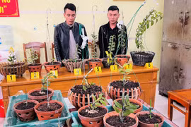 Đi ôtô tới Thanh Hóa trộm hoa lan đột biến giá trị 1,8 tỉ đồng