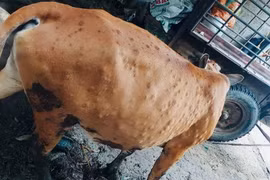 Trâu bò mắc bệnh viêm da nổi cục lây lan ở Quảng Ngãi