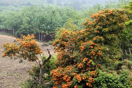 Phú Yên: Đẹp mê mẩn hoa trang rừng cổ thụ bung nở rực rỡ