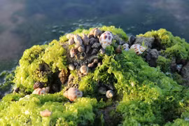 Khám phá cánh đồng rong biển tuyệt đẹp ở Ninh Thuận