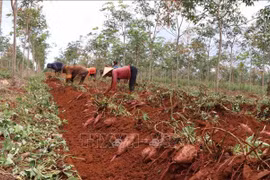 Gia Lai: Trồng thứ cây sau 3 tháng là hết bò, bới đất khẽ củ lộ ra cả đống, thương lái "khuân" luôn tại ruộng