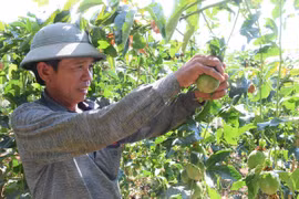 Chư Pưh hỗ trợ người dân liên kết sản xuất, tiêu thụ sản phẩm