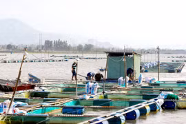 Xuân An phát triển nghề nuôi cá lồng