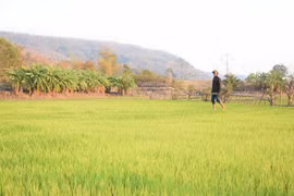 Thủy lợi Plei Keo từng bước phát huy hiệu quả