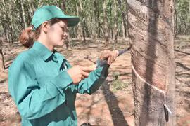 Rơ Lan H'Anh: "Bàn tay vàng" của ngành cao su Việt Nam