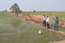 Trù phú làng Ring