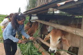 Quyết sách đúng, Gia Lai trở thành một trong những nơi dẫn đầu về giảm nghèo miền Trung-Tây Nguyên