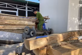 Lại phát hiện vụ phá rừng lớn, thu gần 40m3 gỗ ở Đắk Lắk