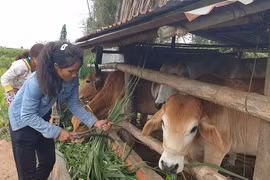 Quyết sách đúng, Gia Lai trở thành một trong những nơi dẫn đầu về giảm nghèo miền Trung-Tây Nguyên