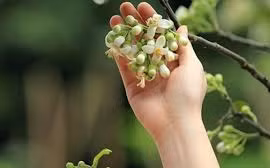 Nhàn đàm: Tháng ba thương nhớ!