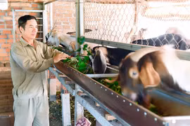 Nông dân Mang Yang thu nhập ổn định nhờ chăn nuôi dê