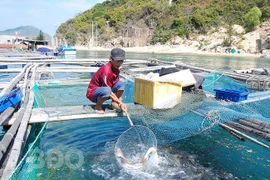 Bình Định: Nuôi loài cá chua trên biển mặn mà ăn lại ngọt lừ, ông nông dân vui như Tết vì điều bất ngờ này