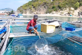 Bình Định: Nuôi loài cá chua trên biển mặn mà ăn lại ngọt lừ, ông nông dân vui như Tết vì điều bất ngờ này