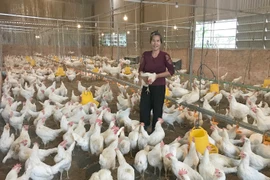 Chi phí thức ăn cao, chủ trang trại chăn nuôi ở Gia Lai lo lắng