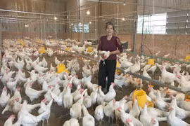 Chi phí thức ăn cao, chủ trang trại chăn nuôi ở Gia Lai lo lắng