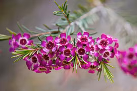 Mê mẩn trước vẻ đẹp của loài hoa đặc hữu của Australia