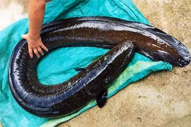 Câu được cá chình khủng 14 kg ở lòng hồ thủy điện