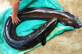 Câu được cá chình khủng 14 kg ở lòng hồ thủy điện