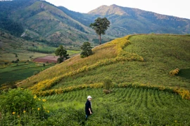 Về Chư Đăng Ya đi anh