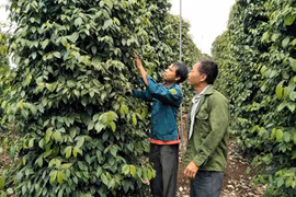 Tân Tiến trên đà khởi sắc