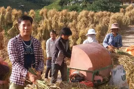 Làm giàu từ cây thảo quả