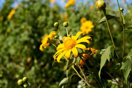 Hiệp hội Du lịch-Hướng đến chuyên nghiệp