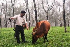 Già làng Kpă Hling làm kinh tế giỏi