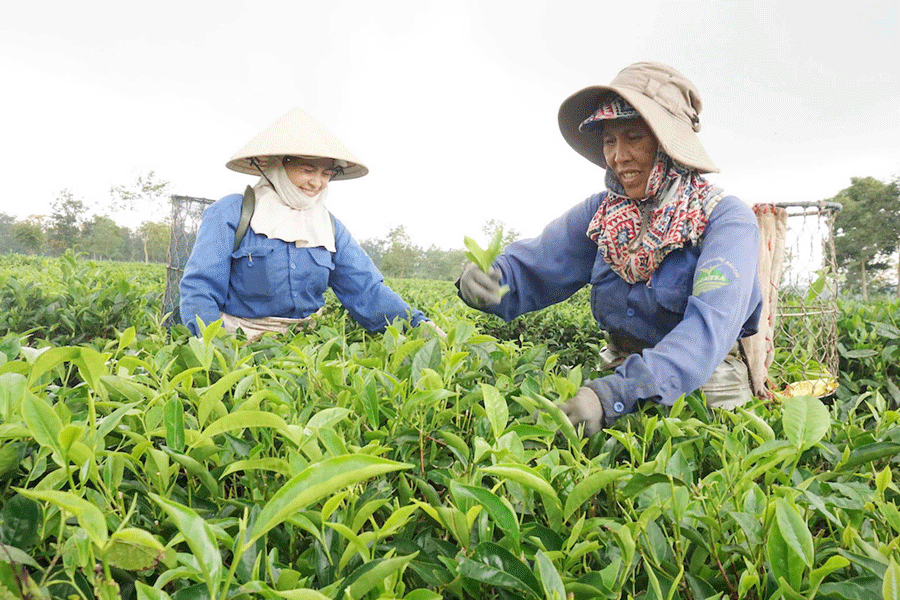 Công ty cổ phần Chè Bàu Cạn-Đa dạng hóa ngành nghề kinh doanh