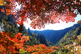 Mùa lá đỏ ở các vườn quốc gia Hàn Quốc năm 2017