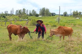 Chị Xu "hai giỏi"