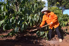 Phụ nữ Chư Pah giúp nhau phát triển kinh tế bền vững