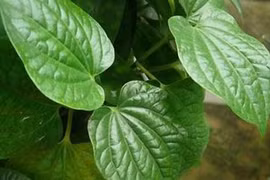 Đánh bay nám da, mụn trứng cá nhanh chóng bằng lá lốt