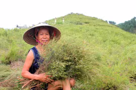 Cây hoang dã xóa nghèo