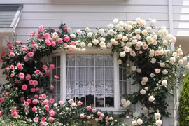 Nhà có giàn hoa leo, ai đi qua cũng phải ngắm nhìn