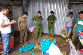 Kho tê tê, rắn hổ mang chúa, khỉ đuôi dài "khủng" trái phép