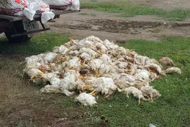 Bắt quả tang xe tải chở hơn 600 kg gà chết bốc mùi hôi thối