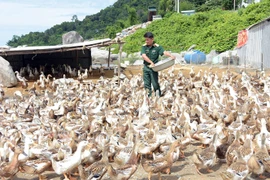 Vịt biển ra đảo