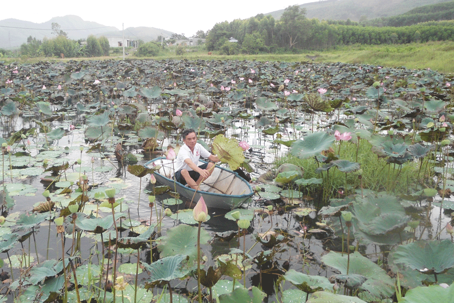 Trồng sen cho thu nhập cao