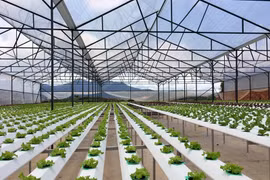 Quy hoạch vùng nông nghiệp công nghệ cao