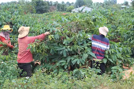 Triển khai mô hình tưới nước tiết kiệm