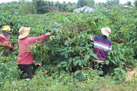 Triển khai mô hình tưới nước tiết kiệm