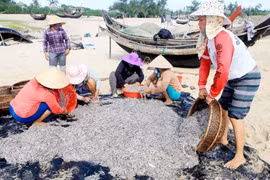 Vươn khơi bám biển-Bài 1: Khi đàn cá trở về