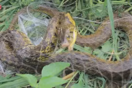 Giăng lưới bắt rắn ở Đồng Tháp Mười