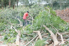 Gia Lai: Phía sau những vườn cao su bị "bức tử"