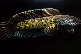 Ngỡ ngàng ngắm cá quả hoàng đế ngàn USD ở Hà Nội