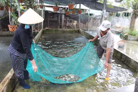 Thả trên 58 vạn cá giống ra các hồ của huyện Kbang