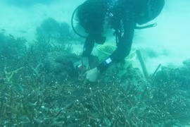 Lặn biển trồng san hô