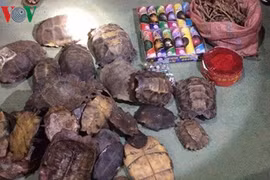 Mật phục bắt xe tải vận chuyển trái phép nhiều hàng cấm