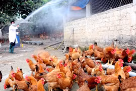 Công điện khẩn về tăng cường phòng-chống dịch cúm gia cầm H5N6